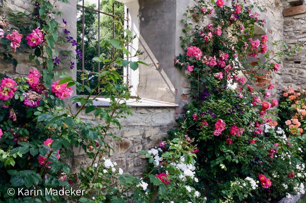 Design Ferienwohnung Mit Bauerngarten Waldkirchen Exteriér fotografie