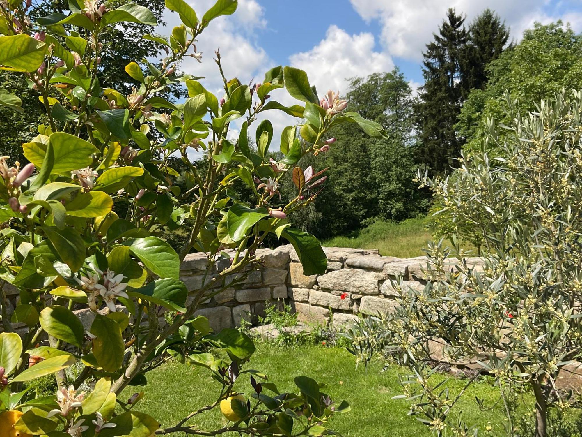 Design Ferienwohnung Mit Bauerngarten Waldkirchen Exteriér fotografie